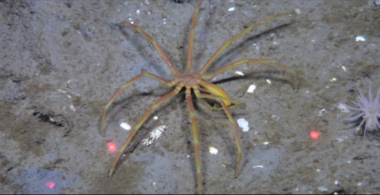 SeaSpider (1).png